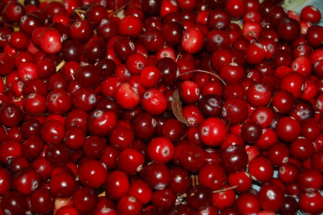 Brusnice – červené bobule plné zdravia